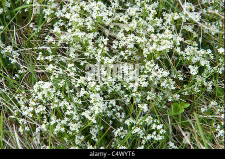 Heath Bedstraw (Galium saxatile) flowers Mainland near Sumbrough Shetland Subarctic Archipelago Scotland UK Europe Stock Photo