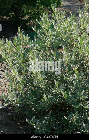 Miniature garden shrub Salix lapponum or Downy Willow Stock Photo