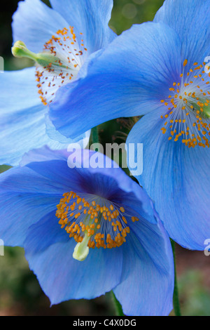 Blue flowers of Himalayan Poppy or Meconopsis Dalemain Stock Photo