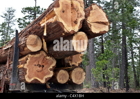 Harvested 'Incense Cedar' logs en route to saw mill. Stock Photo