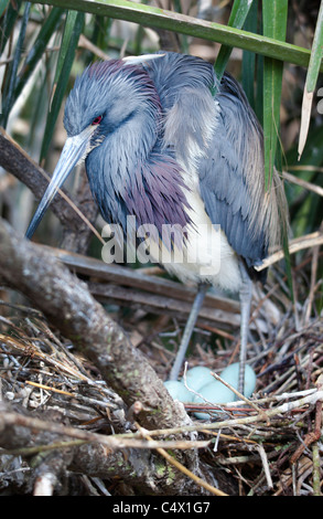 Tri-Colored Heron sitting on a birds nest with 4 eggs in it Stock Photo