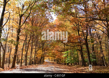 Path through the woods Stock Photo