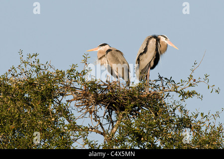 Great blue herons (Ardea herodias) in nest in NW Florida Stock Photo