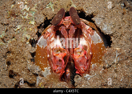 Spearing  Mantis Shrimp, Lysiosquillina lisa. Tulamben, Bali, Indonesia. Stock Photo