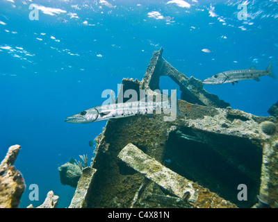 Barracudas on Wreck of the Arimoroa, Egg Island, Eleuthera, Bahamas Stock Photo