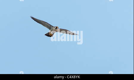 Adult Peregrine Falcon (Falco peregrinus) in flight above Lincoln Cathedral Stock Photo