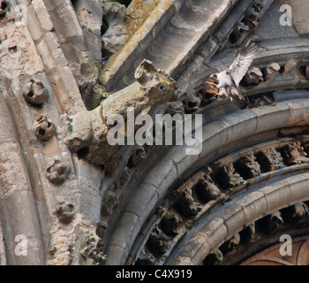 Peregrine Falcon (Falco peregrinus) landing on a gargoyle at Lincoln Cathedral Stock Photo