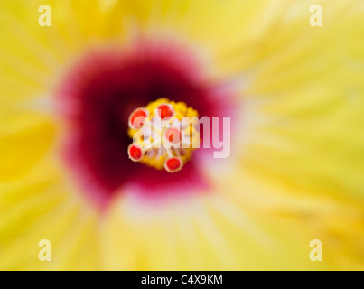 Hibiscus Rosa Sinensis. Chinese hibiscus. Tropical Hibiscus. Rose of China flower abstract Stock Photo
