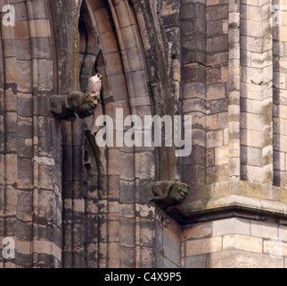 Peregrine Falcon (Falco peregrinus) perched on gargoyle at Lincoln Cathedral Stock Photo