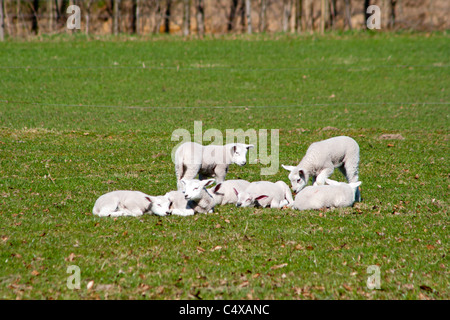 Sheep and lambs grazing in a field in early Spring Stock Photo