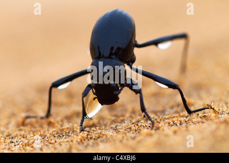 The Namib Desert beetle (genus Stenocara) fog basking. Namibia