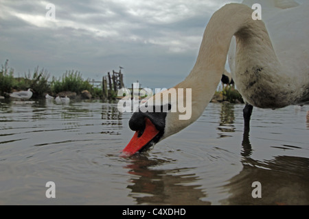 A Mute Swan (Cygnus olor)  takes on water Stock Photo