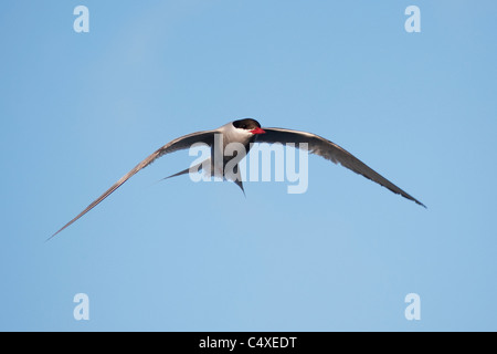 Antarctic Tern (Sterna vittata) adult animal in flight. South Georgia, South Atlantic Ocean. Stock Photo