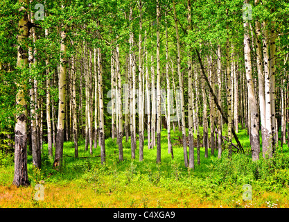 Forest of tall white aspen trees in Banff National park, Canada Stock Photo