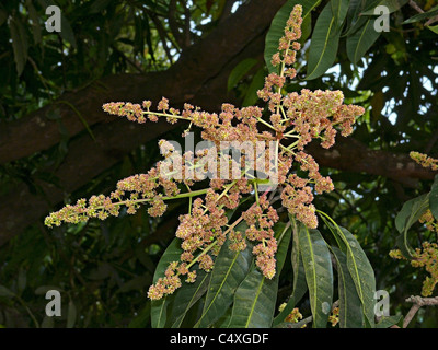 Mango tree in bloom with mango flowers appear in spring to summer Stock Photo