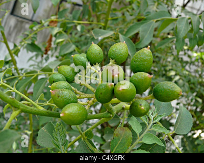 Fruits of Curry Leaf, Murraya koenigii Stock Photo