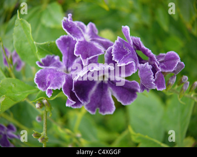 Duranta erecta, Duranta repens, Sky flower, Golden Dew Drop, Pigeon Berry Stock Photo