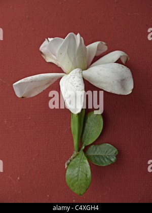 Flower of Cape Jasmine, Gardenia Jasminoides Ellis, Ananta, Ratnagiri, Maharashtra, India Stock Photo