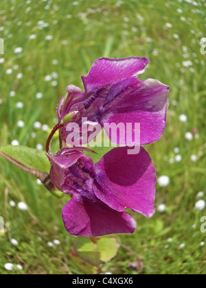 Flowers of Utrialaria species, Impatiens balsamina L, Balsam flowers, Plateau of flowers, Kaas, Satara, Maharashtra, India Stock Photo