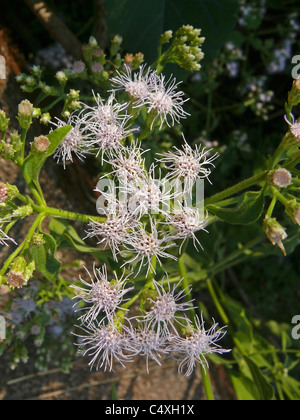 Ageratum conyzoides, Goat Weed, Tropical whiteweed Stock Photo