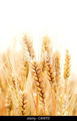 Wheat ears isolated on white. Stock Photo