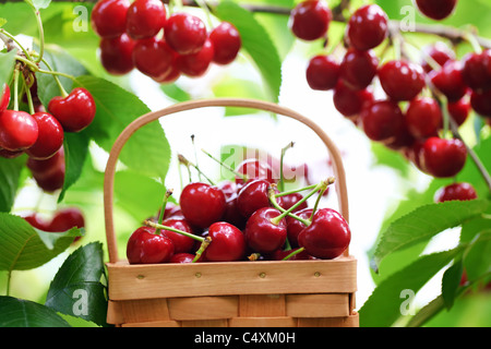 Fresh red cherries on a orchard scene ,Shallow Dof.