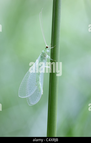 Closeup of a Newly Emerged Green Lacewing Chrysoperla carnea UK Stock Photo