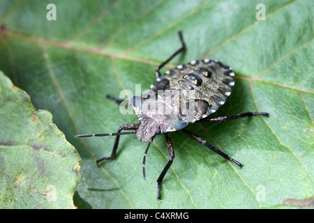 Forest Shield Bug Pentatoma rufipes Nymph (Final Instar) Stock Photo