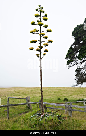 Large Yellow Flower Clusters Adorn an Agave Americana Plant on Large Flower Stalk near Cape Bridgewater Victoria Australia Stock Photo