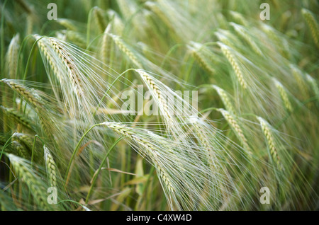 A grain field Stock Photo