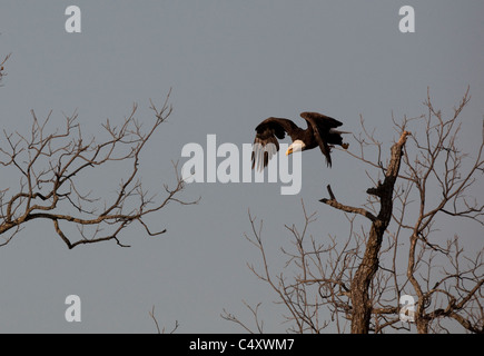 Adult bald eagle flies from its nest, filled with its fledglings, in pecan tree in early spring near Llano TX Stock Photo