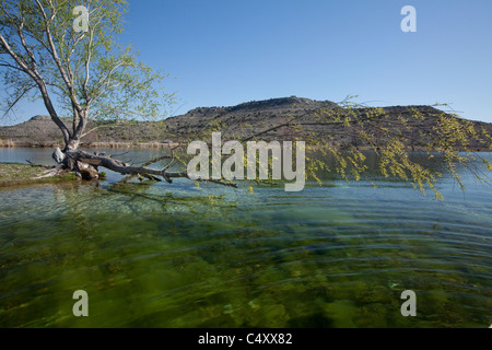 Green weeds growing on the bottom of a clear spring-fed lake on a private ranch near the Pecos River in west Texas, USA Stock Photo