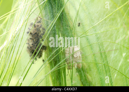 A nest of newly hatched spiderlings and an abandoned egg case protected by a tangled web in a wheat field. Stock Photo