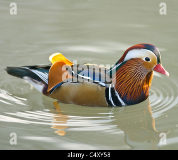 Mandarin duck (Aix galericulata) this is the male bird Stock Photo