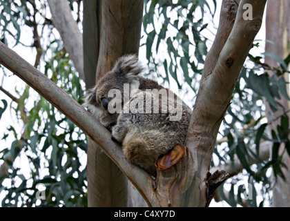 Koala Bear Resting on a Trunk in a Eucalyptus Tree at Kennet River Great Ocean Road Victoria Australia Stock Photo