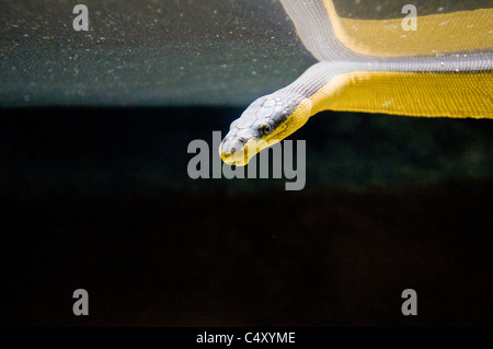 Yellow belly sea snake (Pelamis platurus) in 'Kelly Tarlton's Antarctic Encounter and Undersea World' in Auckland New Zealand Stock Photo