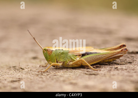 Meadow Grasshopper chorthippus parallelus resting on sand in heathland Stock Photo