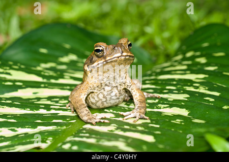 Cane toad (Bufo marinus) in Queensland Australia where it is an invasive species Stock Photo