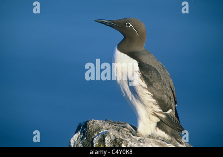 Common Murre (Guillemot) (Uria aalge) 'Bridled Form' Isle of May, Firth of Forth, Scotland Stock Photo