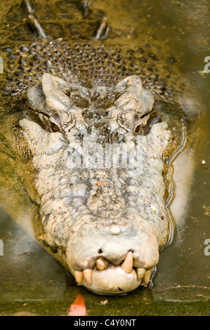 Saltwater (estuarine) crocodile (Crocodylus porosus) at the Cairns Tropical Zoo in Queensland Australia Stock Photo
