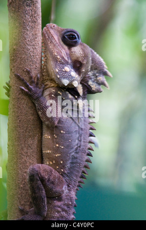 Boyd's forest dragon (Hypsilurus boydii) at the Cairn's Tropical Zoo in Queensland Australia Stock Photo