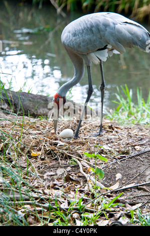 Brolga crane (Grus rubicunda) tending nest at the Cairns Tropical Zoo in Queensland Australia Stock Photo