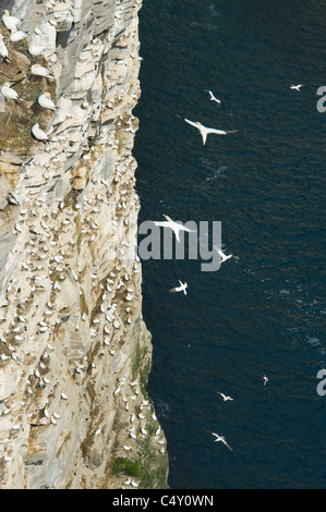Northern Gannets (Sula bassana) Breeding Colony, Isle of Noss National Nature Reserve, Shetland Islands, UK Stock Photo