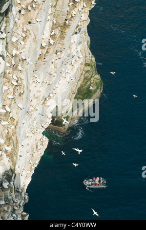 Northern Gannets (Sula bassana) Breeding Colony, Isle of Noss National Nature Reserve, Shetland Islands, UK Stock Photo