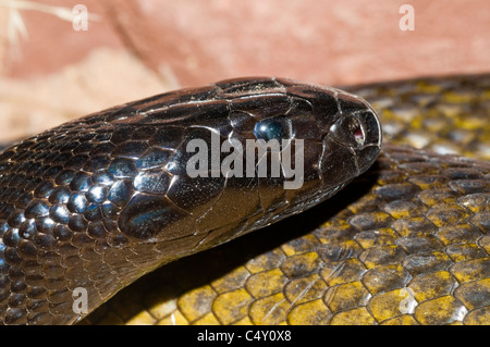 Inland taipan (most venomous land snake in the world) in the Cairns Tropical Zoo in Queensland Australia Stock Photo