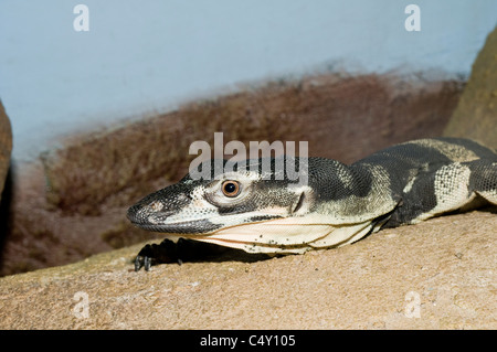 Lace monitor (Lace goanna) (Varanus varius) in the Cairns Tropical Zoo In Queensland Australia Stock Photo