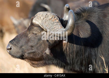 Cape Buffalo in Zimbabwe's Mana Pools National Park Stock Photo
