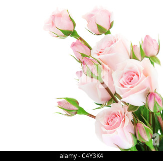 Fresh pink roses border isolated on white background Stock Photo