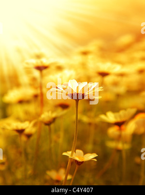 Fresh daisy flower field background at sunny spring day, sunset macro outdoor scene Stock Photo