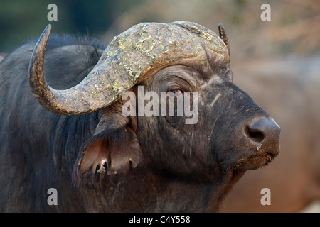 Cape Buffalo in Zimbabwe's Mana Pools National Park Stock Photo